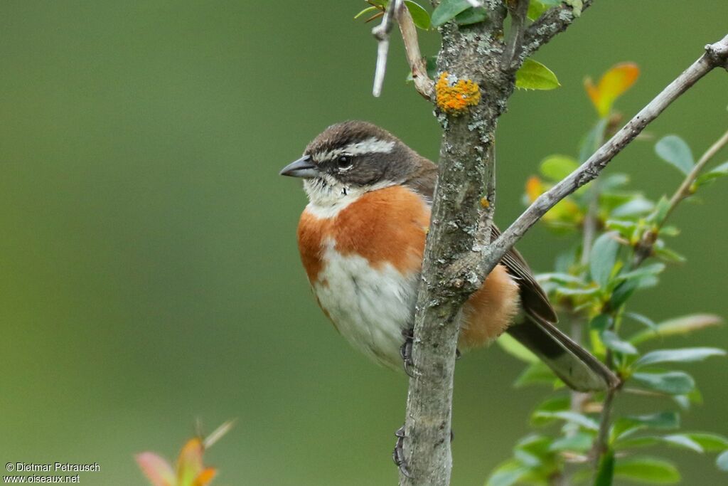 Bolivian Warbling Finchadult, identification