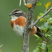 Bolivian Warbling Finch