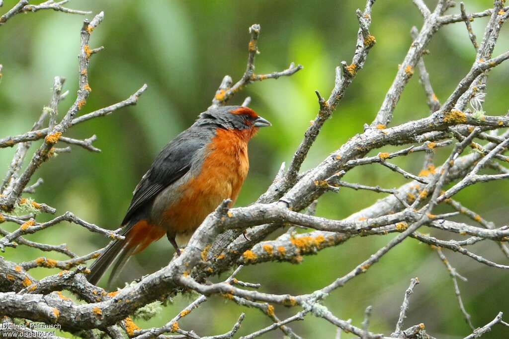 Cochabamba Mountain Finchadult, identification