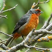 Cochabamba Mountain Finch