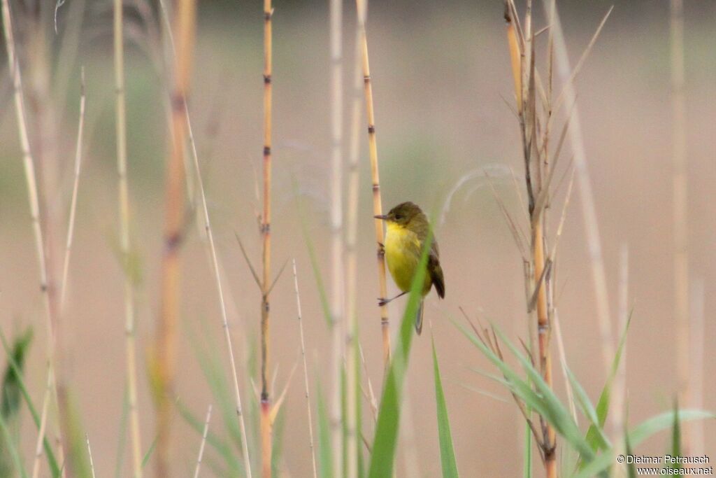 African Yellow Warbleradult