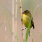 African Yellow Warbler