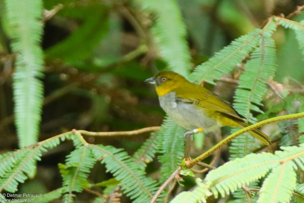 Chlorospin à gorge jaune adulte