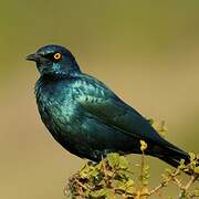 Cape Starling