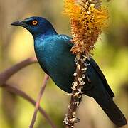 Cape Starling