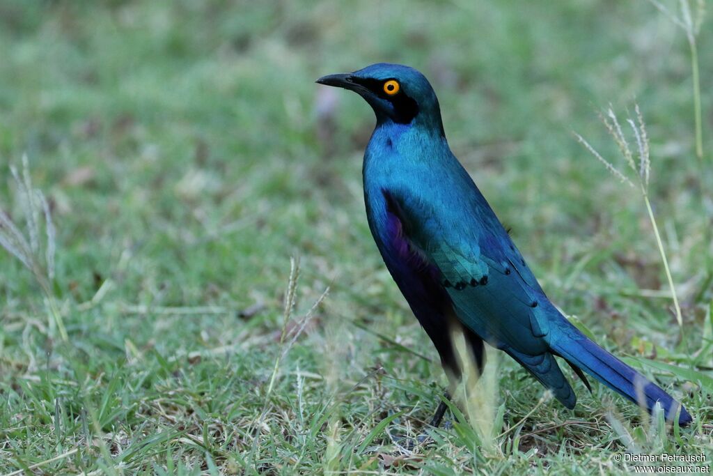 Greater Blue-eared Starlingadult