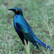 Greater Blue-eared Starling