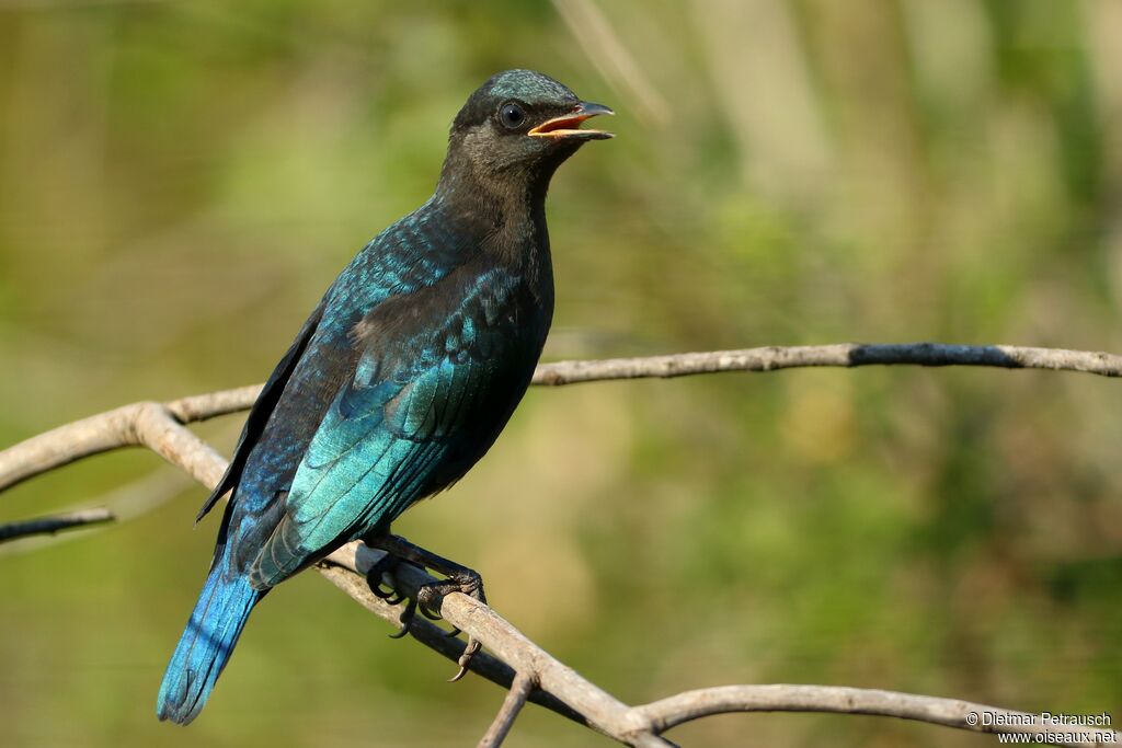 Greater Blue-eared Starlingimmature