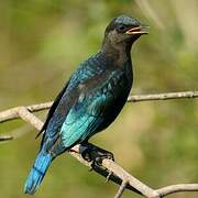 Greater Blue-eared Starling