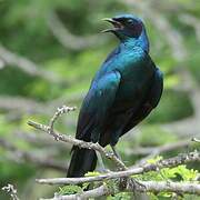 Burchell's Starling