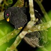 Black-banded Owl