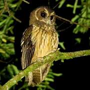 Mottled Owl