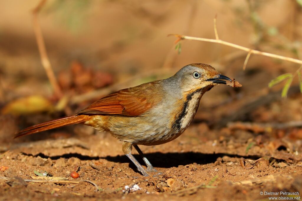 Collared Palm Thrushadult