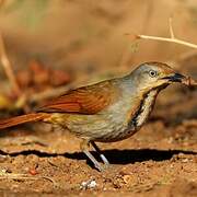 Collared Palm Thrush