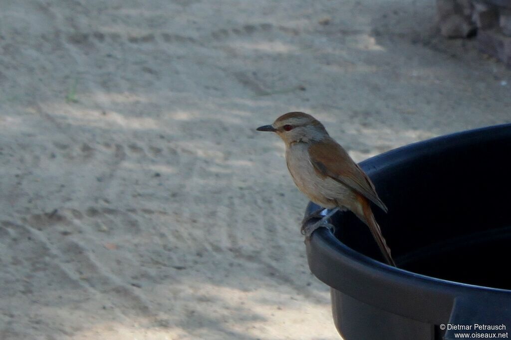 Rufous-tailed Palm Thrushadult