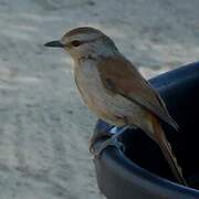 Rufous-tailed Palm Thrush