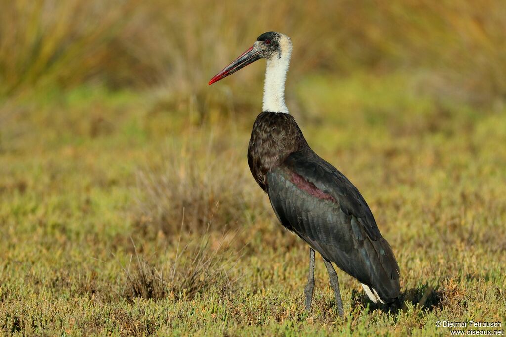 Cigogne à pattes noiresadulte