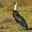 Cigogne à pattes noires