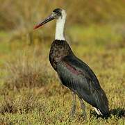 African Woolly-necked Stork