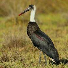 Cigogne à pattes noires