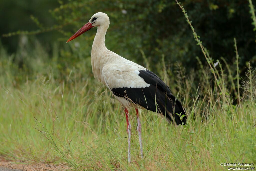 White Storkadult