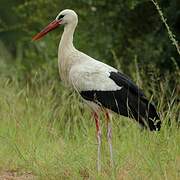 White Stork