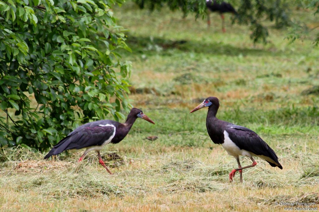 Cigogne d'Abdimadulte