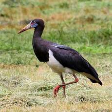 Cigogne d'Abdim