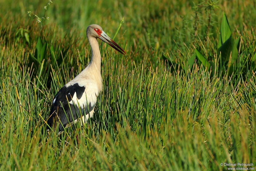 Maguari Stork