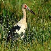 Maguari Stork