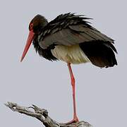 Black Stork