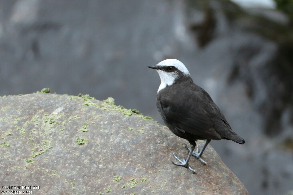 White-capped Dipperadult