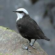 White-capped Dipper