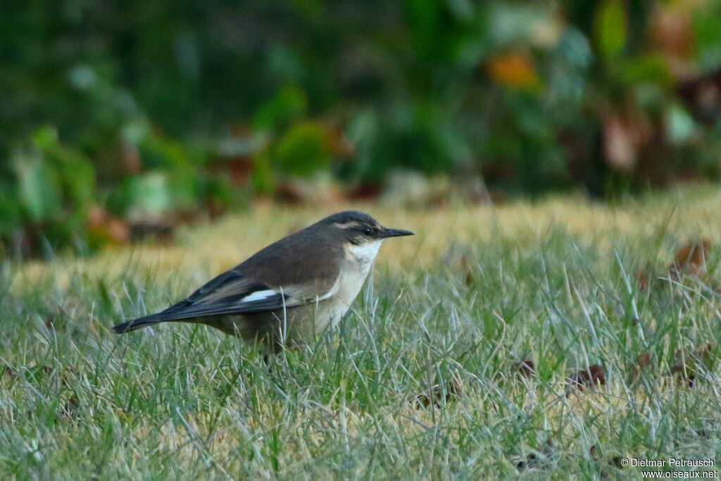 White-winged Cinclodesadult