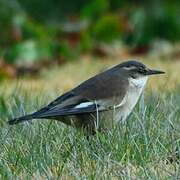 White-winged Cinclodes