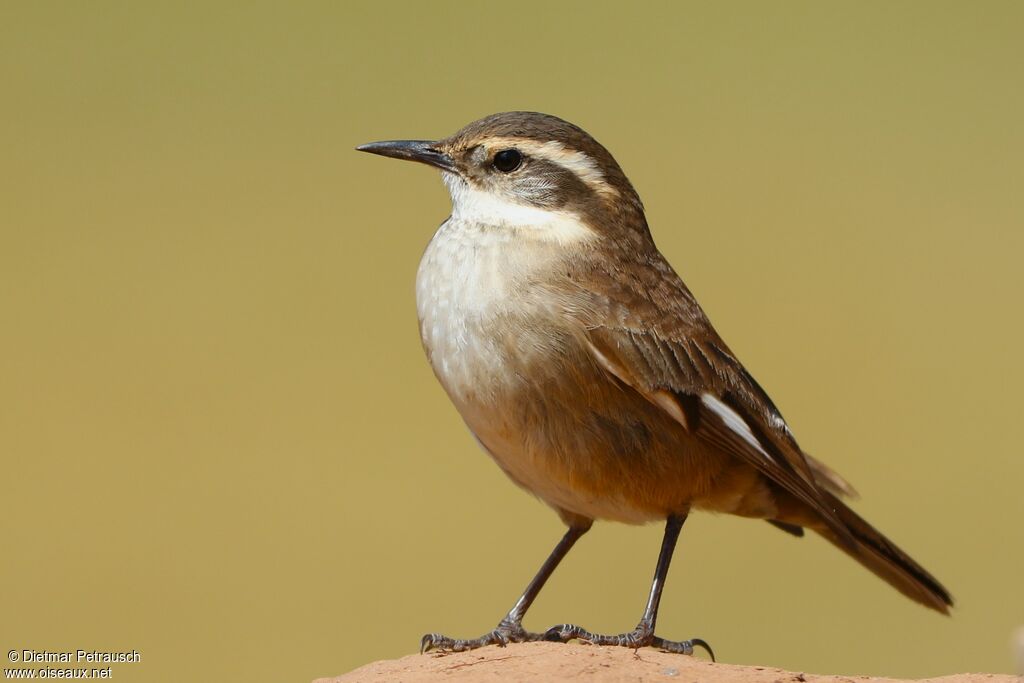 Cream-winged Cinclodesadult