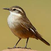 Cream-winged Cinclodes