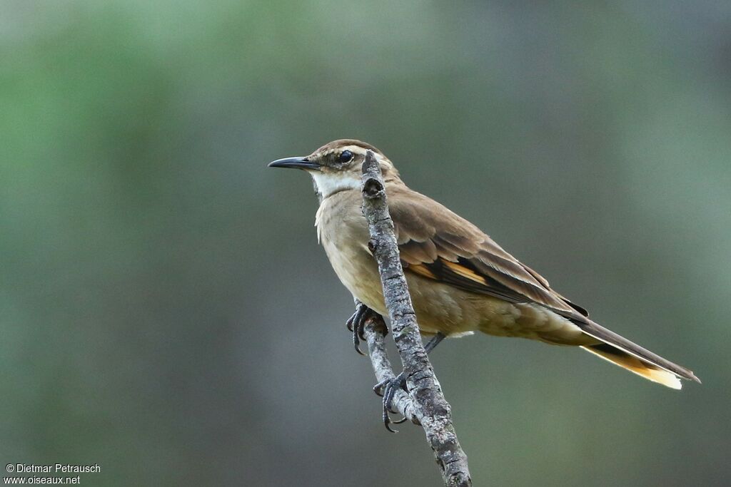 Long-tailed Cinclodesadult