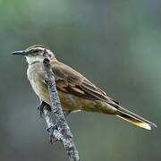 Long-tailed Cinclodes