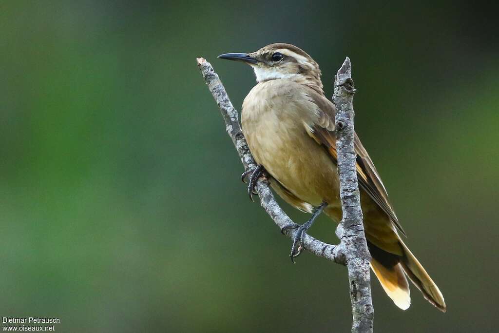 Long-tailed Cinclodesadult