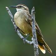 Long-tailed Cinclodes