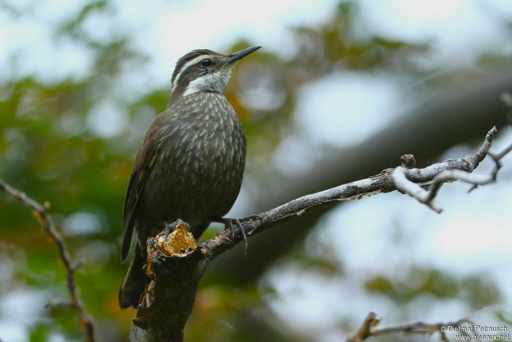 Dark-bellied Cinclodesadult