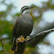 Dark-bellied Cinclodes