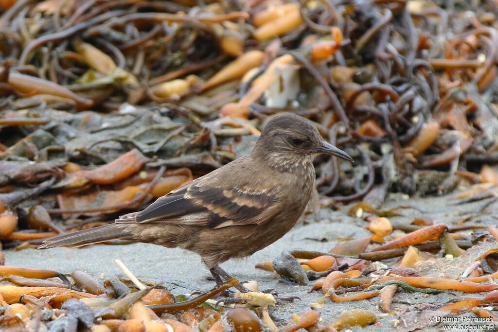 Peruvian Seaside Cinclodesadult