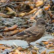 Peruvian Seaside Cinclodes