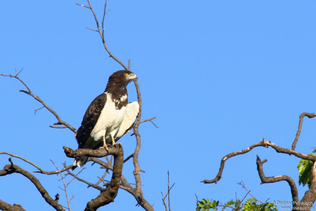 Circaète à poitrine noireadulte