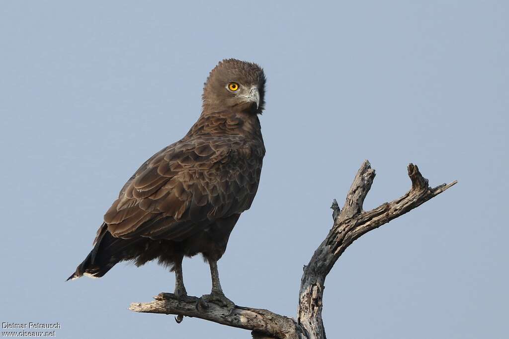 Circaète brunadulte, identification