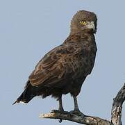 Brown Snake Eagle