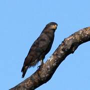 Western Banded Snake Eagle