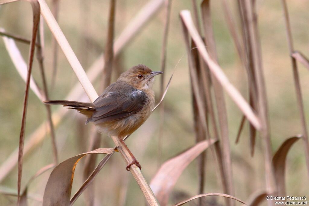 Red-faced Cisticolaadult